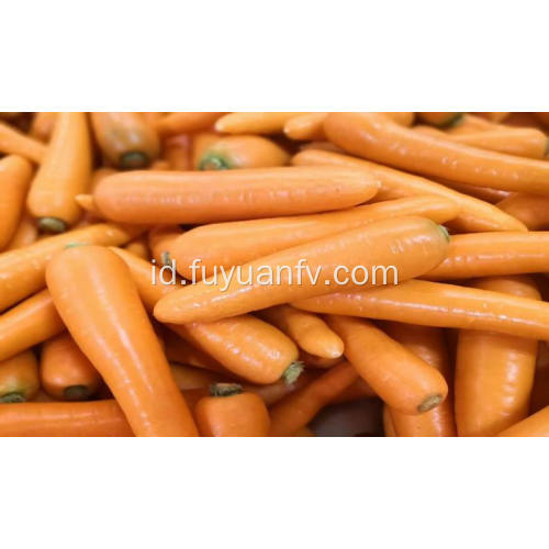 sayuran segar wortel segar